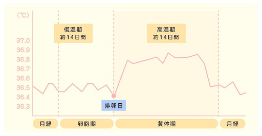 排卵日はいつ？排卵当日のおりものの状態や妊娠しやすいタイミングを解説！｜wakanote