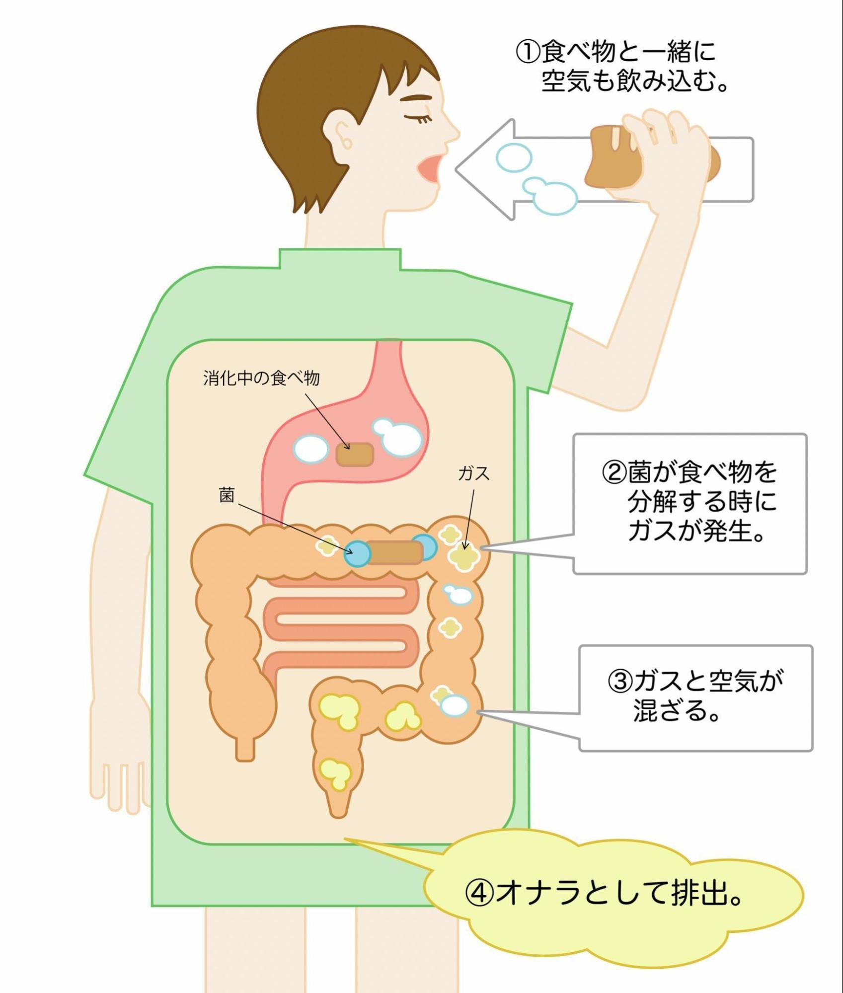 お腹にガスが溜まるのはなぜ？お腹が張る原因や考えられる病気について解説！｜わかもとラボ