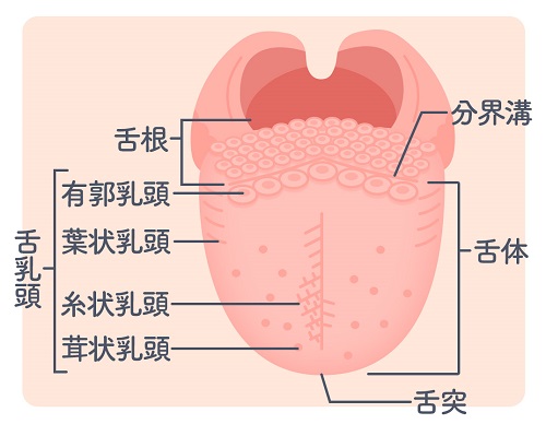 舌が白い人必見!口臭の原因にもなる細菌の塊「舌苔」のリスクと正しいケア|wakanote
